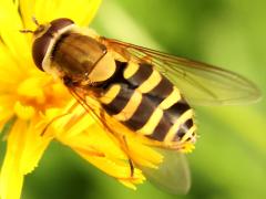 (Hairy-eyed Flower Fly) female profile