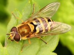 (Hairy-eyed Flower Fly) female top