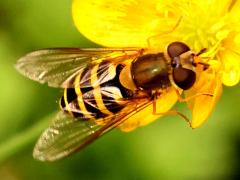 (Black-thighed Flower Fly) female back