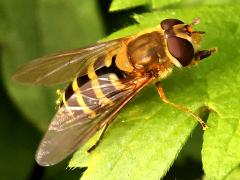 (Black-thighed Flower Fly) female dorsal