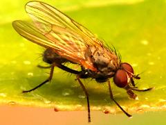 (Anthomyiidae Root-maggot Fly) lateral