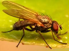 (Anthomyiidae Root-maggot Fly) profile