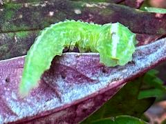 (White-bowed Smoothwing) maggot head