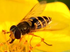 (Common Flower Fly) female lateral