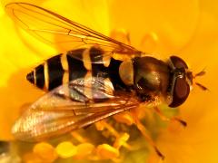 (Common Flower Fly) female profile