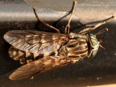 (Tabanini Horse Fly) dorsal