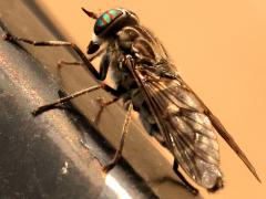 (Tabanini Horse Fly) profile