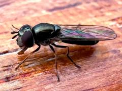 (Platycheirus Sedgesitter) lateral