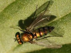 (Longicornis Long-legged Fly) female dorsal