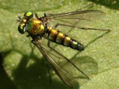 (Longicornis Long-legged Fly) male dorsal