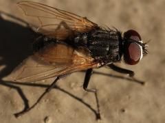 (Common House Fly) profile