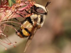 (Fornax Bromeliad Fly) female profile on Pink Fairy-Duster