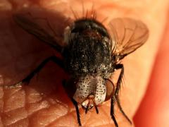 (Tachinid Fly) female face