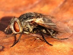 (Tachinid Fly) female lateral
