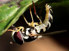 (Exotic Streaktail) female ovipositing