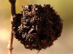 (Large Creosote Gall Midge) round gall on Creosote Bush