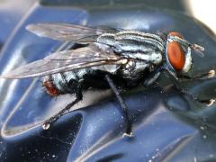 (Macronychiini Satellite Fly) profile