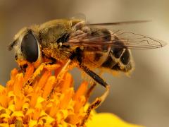 (Yellow-shouldered Drone Fly) female profile
