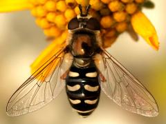 (Large-tailed Aphideater) female dorsal