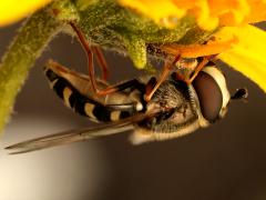 (Large-tailed Aphideater) female profile