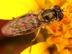(Margined Calligrapher) female dorsal