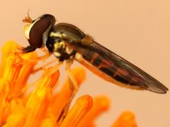(Margined Calligrapher) female profile