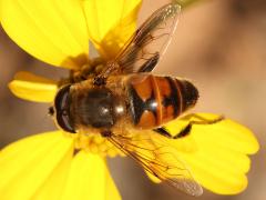 (Common Drone Fly) male dorsal on Brittlebush