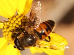 (Common Drone Fly) male profile on Brittlebush