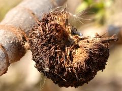 (Large Creosote Gall Midge) open gall on Creosote Bush