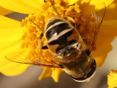 (Yellow-shouldered Drone Fly) male rear