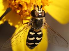 (Large-tailed Aphideater) female profile