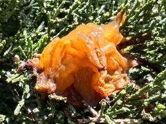 (Cedar-Apple Rust) side gall on Eastern Red Cedar