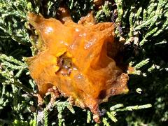 (Eastern Red Cedar) Cedar-Apple Rust top gall on Eastern Red Cedar