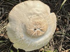 (Deer Mushroom) upperside