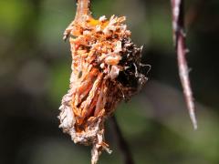 (Cedar-Quince Rust) aecia on Cockspur Hawthorn