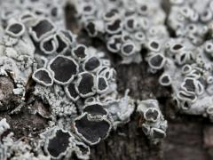 (Physcia Rosette Lichen) on rocks