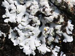 (Parmelioideae Shield Lichen) on Coconut Palm