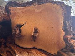 (Artist's Bracket) underside