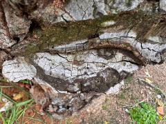 (Artist's Bracket) upperside