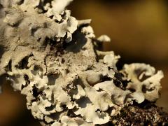 (Parmotrema Ruffle Lichen) on Flowering Apricot