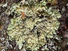 (Flavoparmelia Greenshield Lichen) on trunk