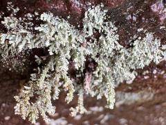 (Stereocaulaceae Foam Lichen) on rocks