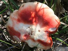 (Russula Brittlegill) upperside