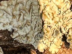 (Lecanoromycetes Lichen) on bark