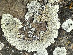 (Stonewall Rim Lichen) on rocks
