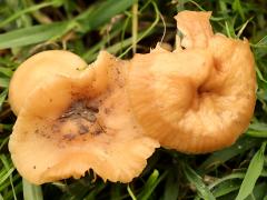 (Fairy Ring Marasmius) upperside