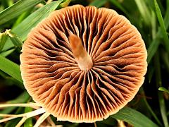 (Antillarum Mottlegill) underside