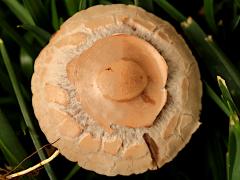 (Antillarum Mottlegill) upperside