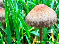 (Mower's Mushroom) lateral