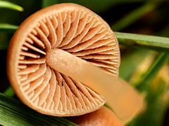 (Mower's Mushroom) two underside